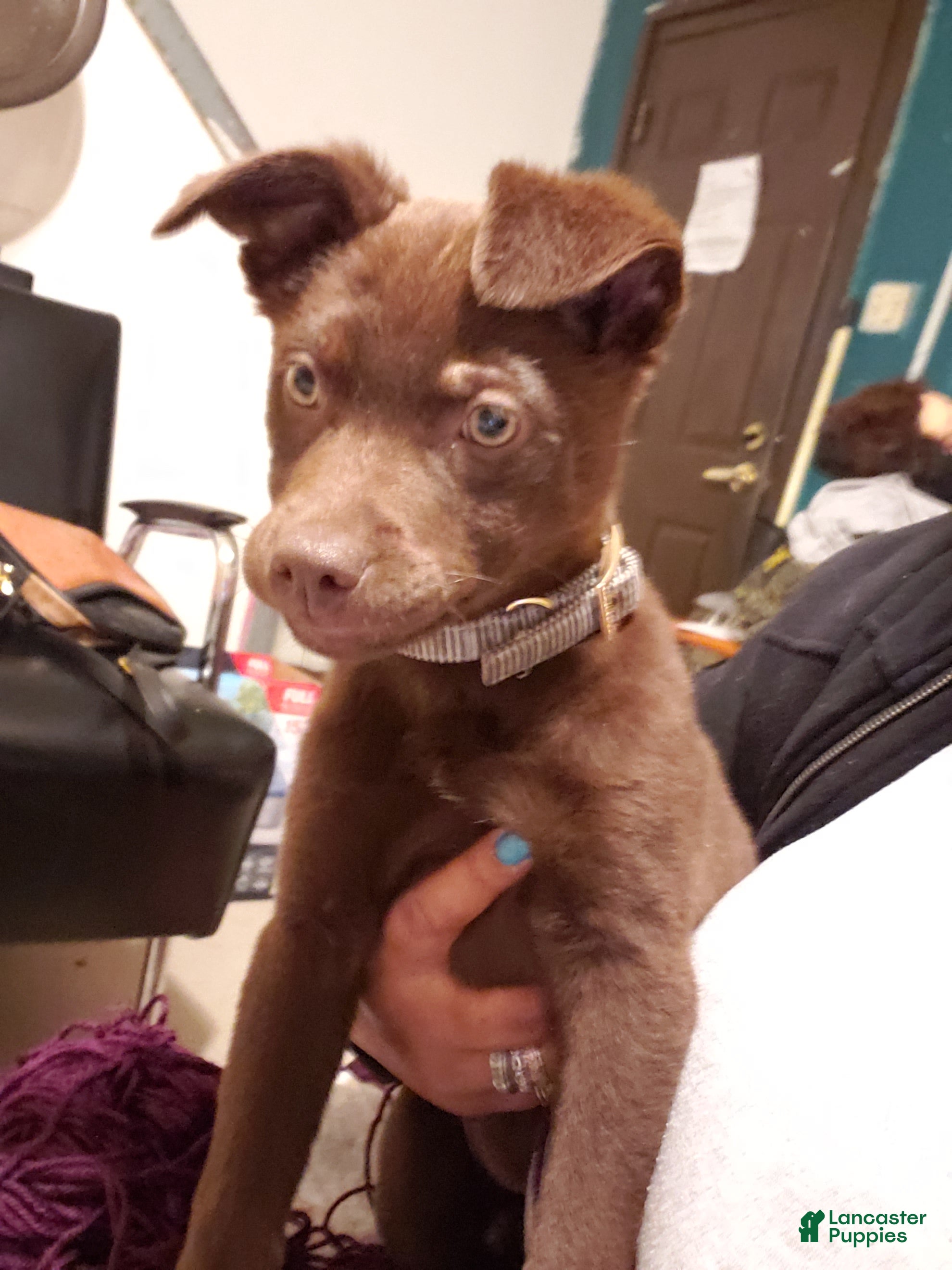 Chesapeake Bay Retriever dogs Chesapeake Bay Retriever Puppy 1 - Ad 1