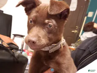 Chesapeake Bay Retriever dogs Chesapeake Bay Retriever Puppy 1 - Ad 2