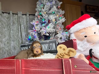 Miniature Dachshund dogs Ready 12/24/25 - Ad 9