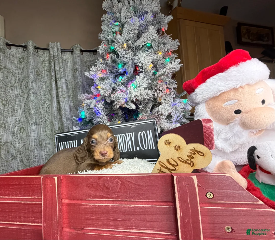 Miniature Dachshund dogs for sale: Ready 12/24/25 - Ad 20