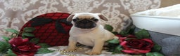 Pug dogs for sale: Casey - Ad 6
