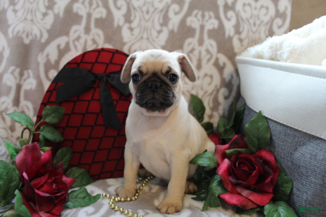 Pug dogs for sale: Casey - Ad 6