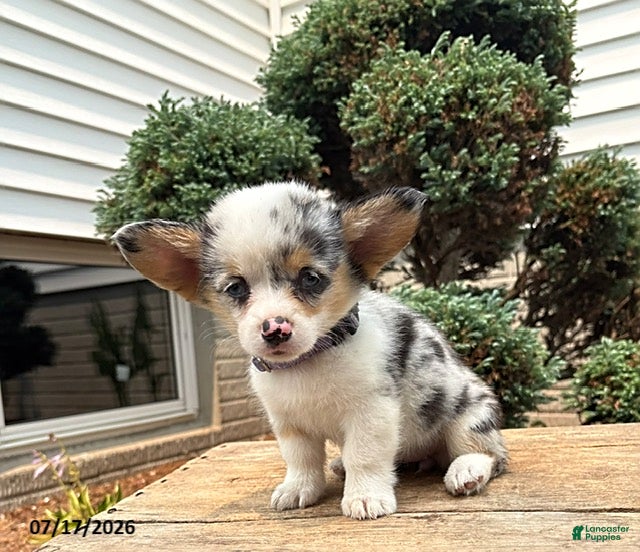 Welsh Corgi Pembroke dogs Gigi - Ad 1