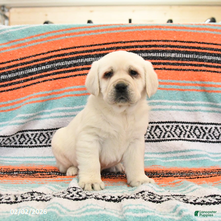 Labrador Retriever dogs Tank - Ad 5