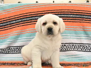 Labrador Retriever dogs Tank - Ad 5