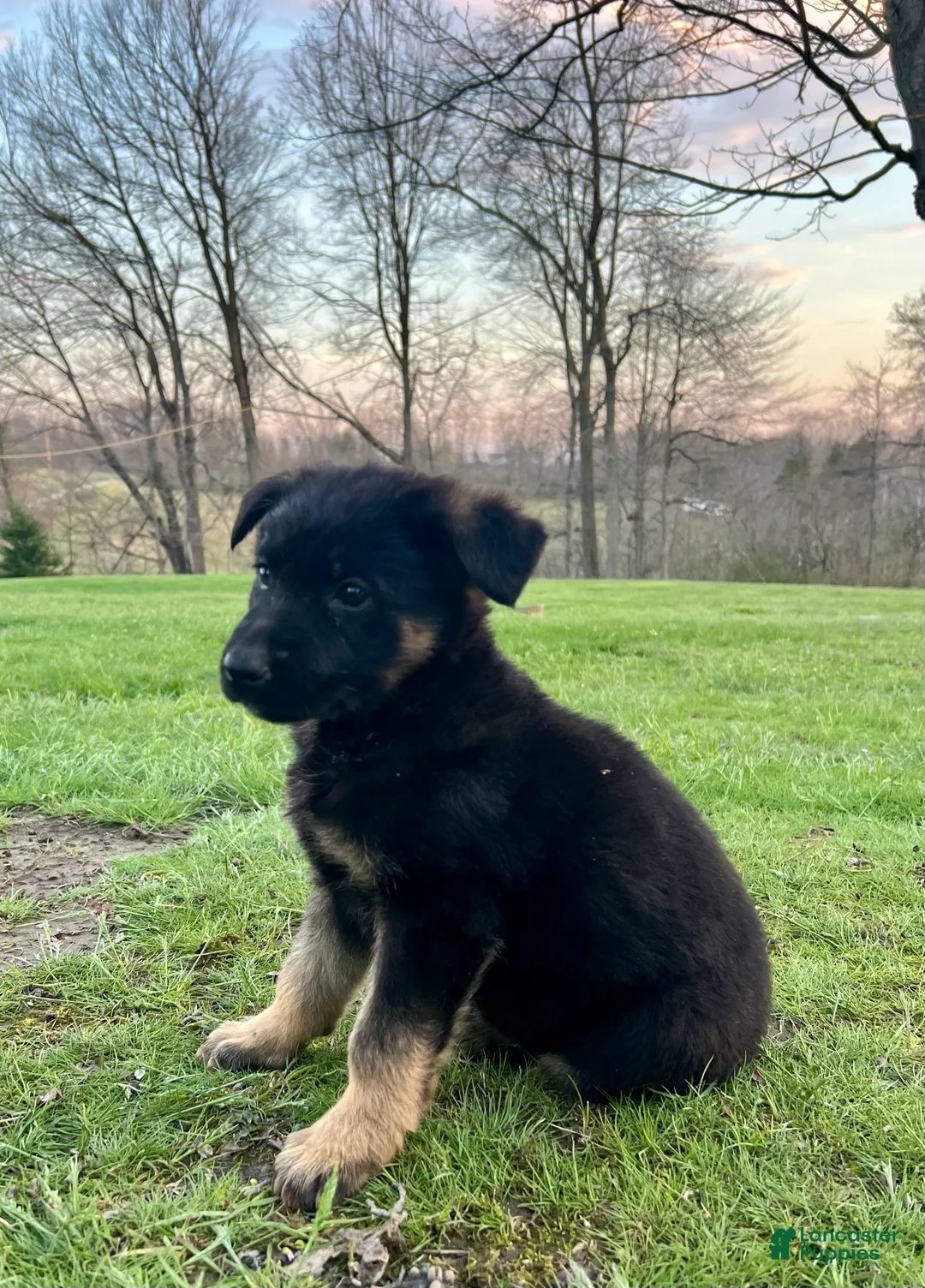 German Shepherd dogs for sale: Winnie - Ad 2