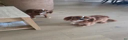 Cavalier King Charles Spaniel dogs for sale: Cavalier King Charles Spaniel Puppy 2 - Ad 2