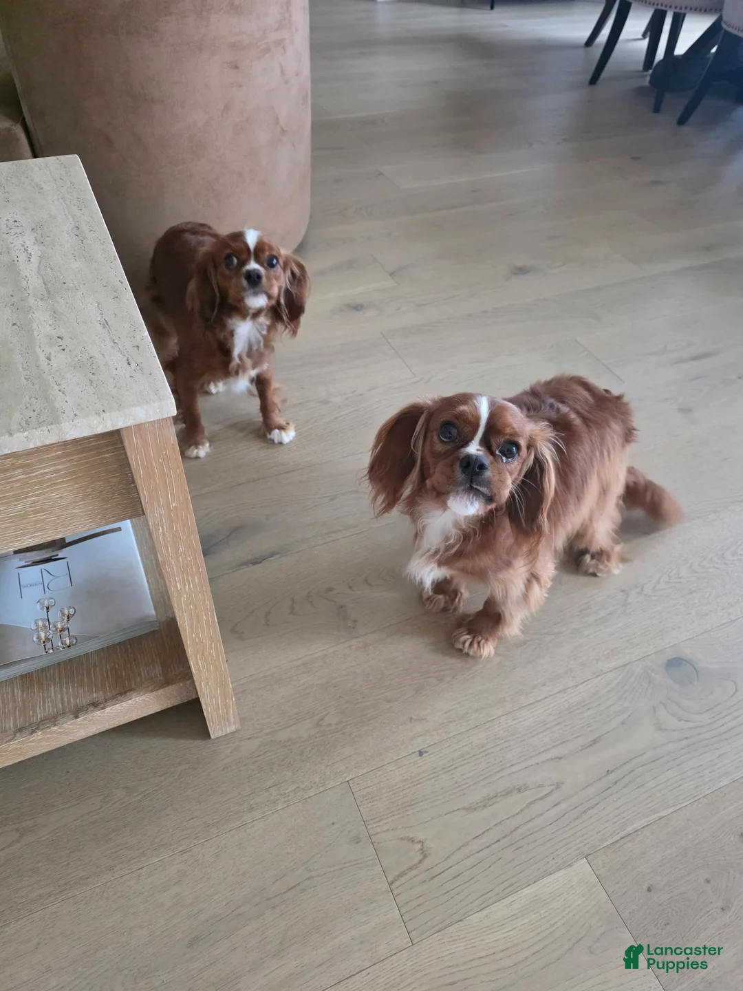 Cavalier King Charles Spaniel dogs for sale: Cavalier King Charles Spaniel Puppy 2 - Ad 2