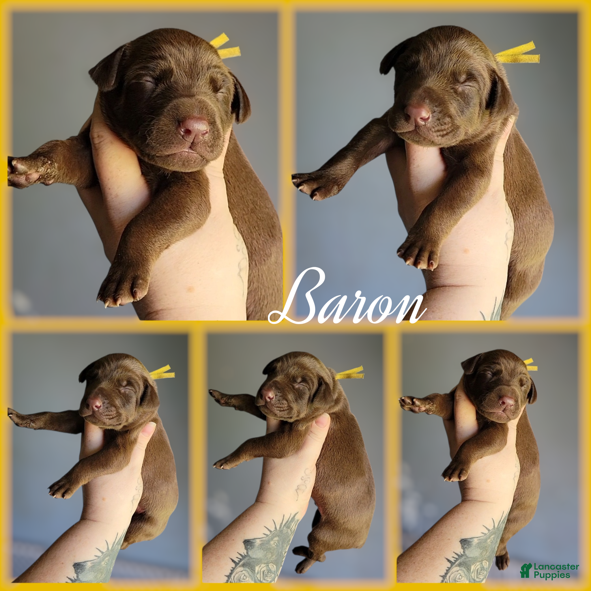 Doberman Pinscher dogs Doberman Pinscher Puppy 1 - Ad 1