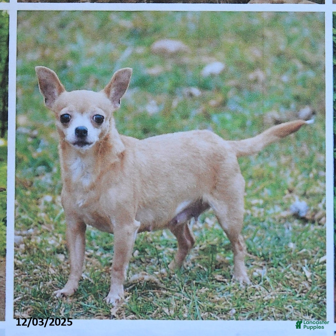 Chihuahua dogs for sale: Abby - Ad 7