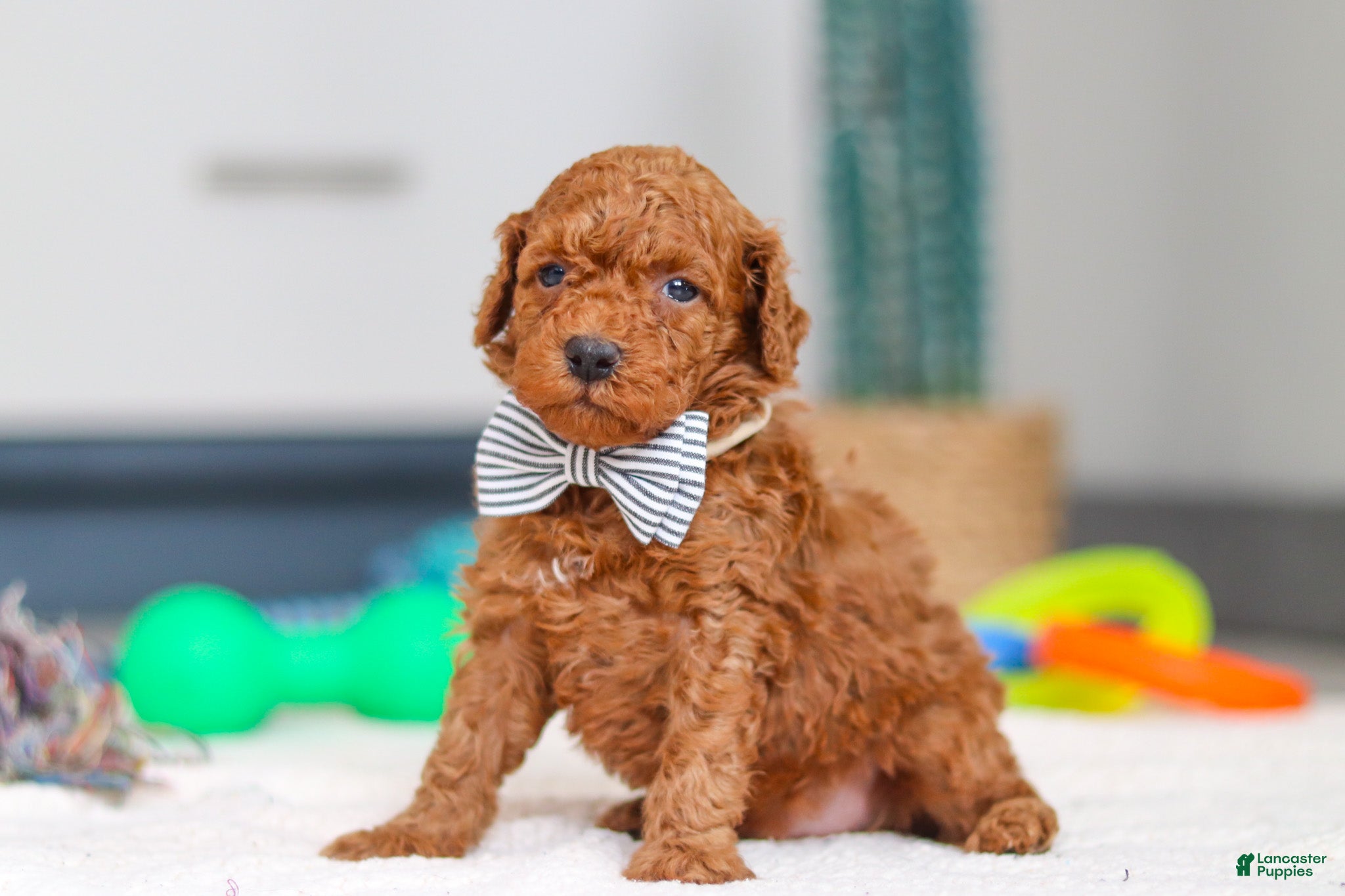Mini Goldendoodle dogs Mitch - Ad 41