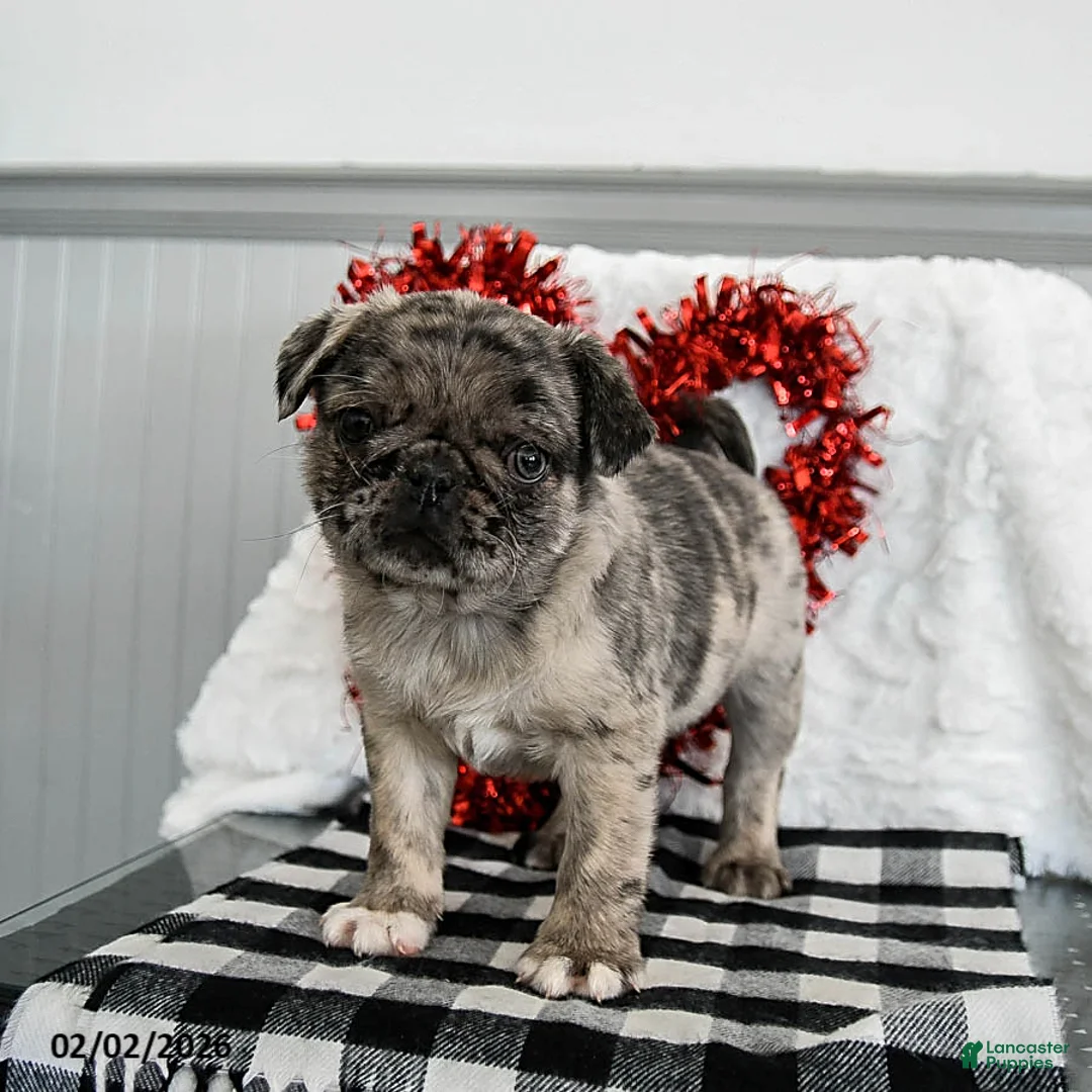 Pug dogs for sale: Candy - Ad 1