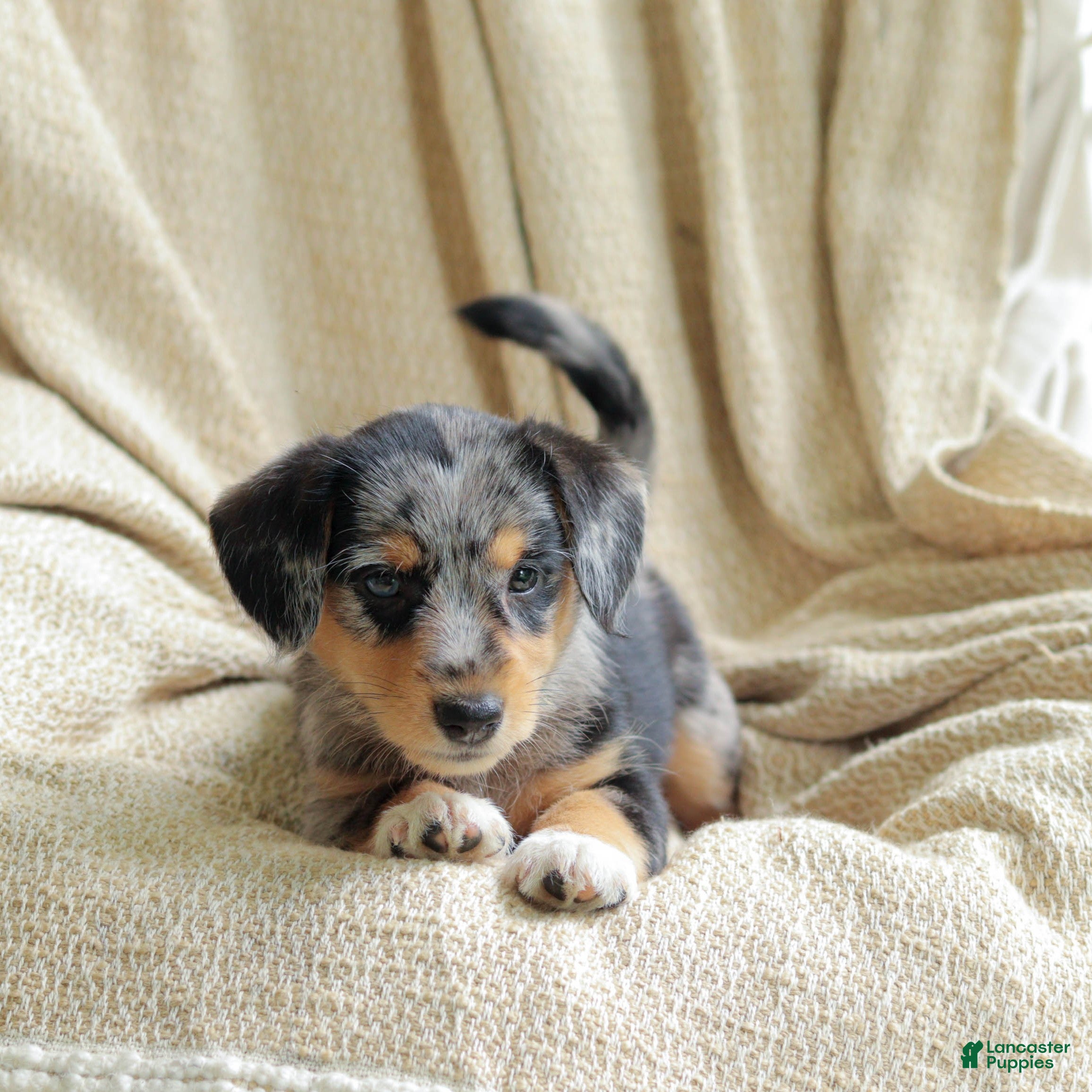 Mixed Breed dogs Oreo - Ad 2