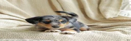 Mixed Breed dogs for sale: Oreo - Ad 2