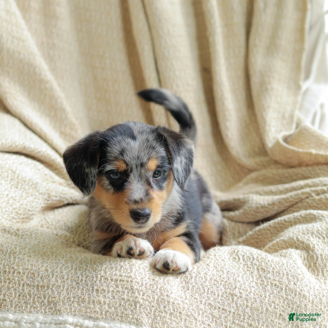 Mixed Breed dogs for sale: Oreo - Ad 2