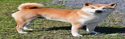 Shiba Inu dogs for sale: Rusty - Ad 5