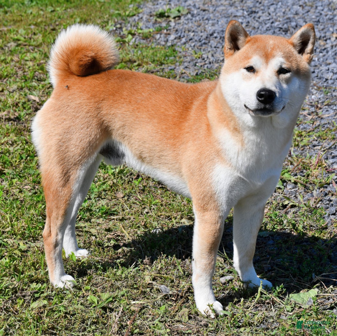 Shiba Inu dogs for sale: Rusty - Ad 5