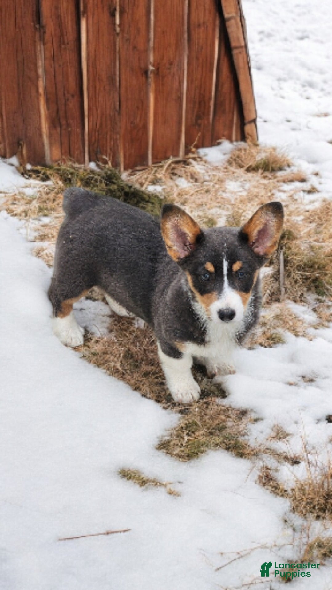 Welsh Corgi Pembroke dogs for sale: Apple Bluie - Ad 9