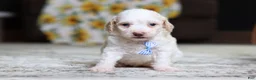 Miniature Poodle dogs for sale: Monty - Ad 3