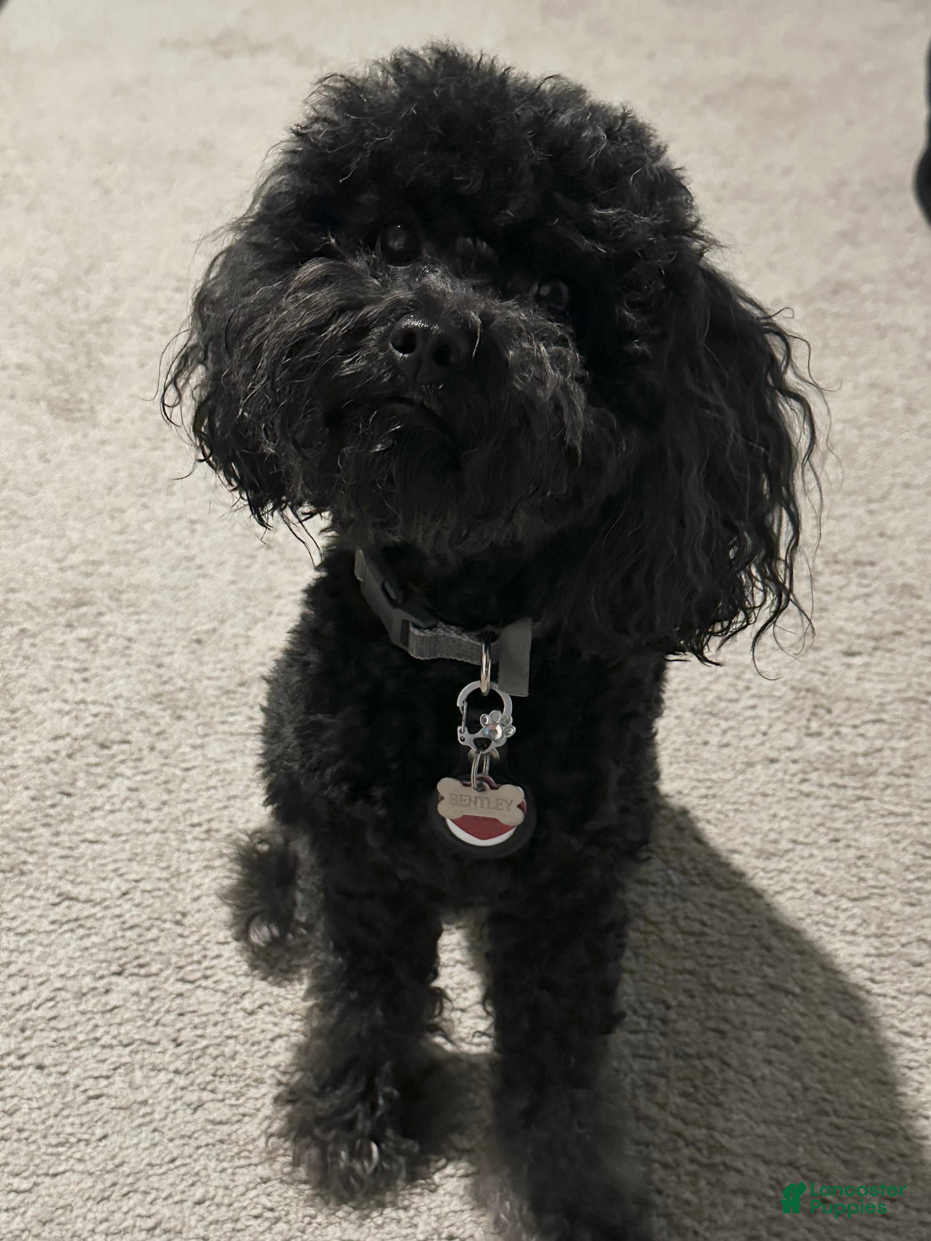 Bentley