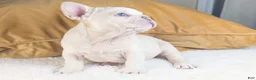 French Bulldog dogs for sale: ALEX - Ad 4