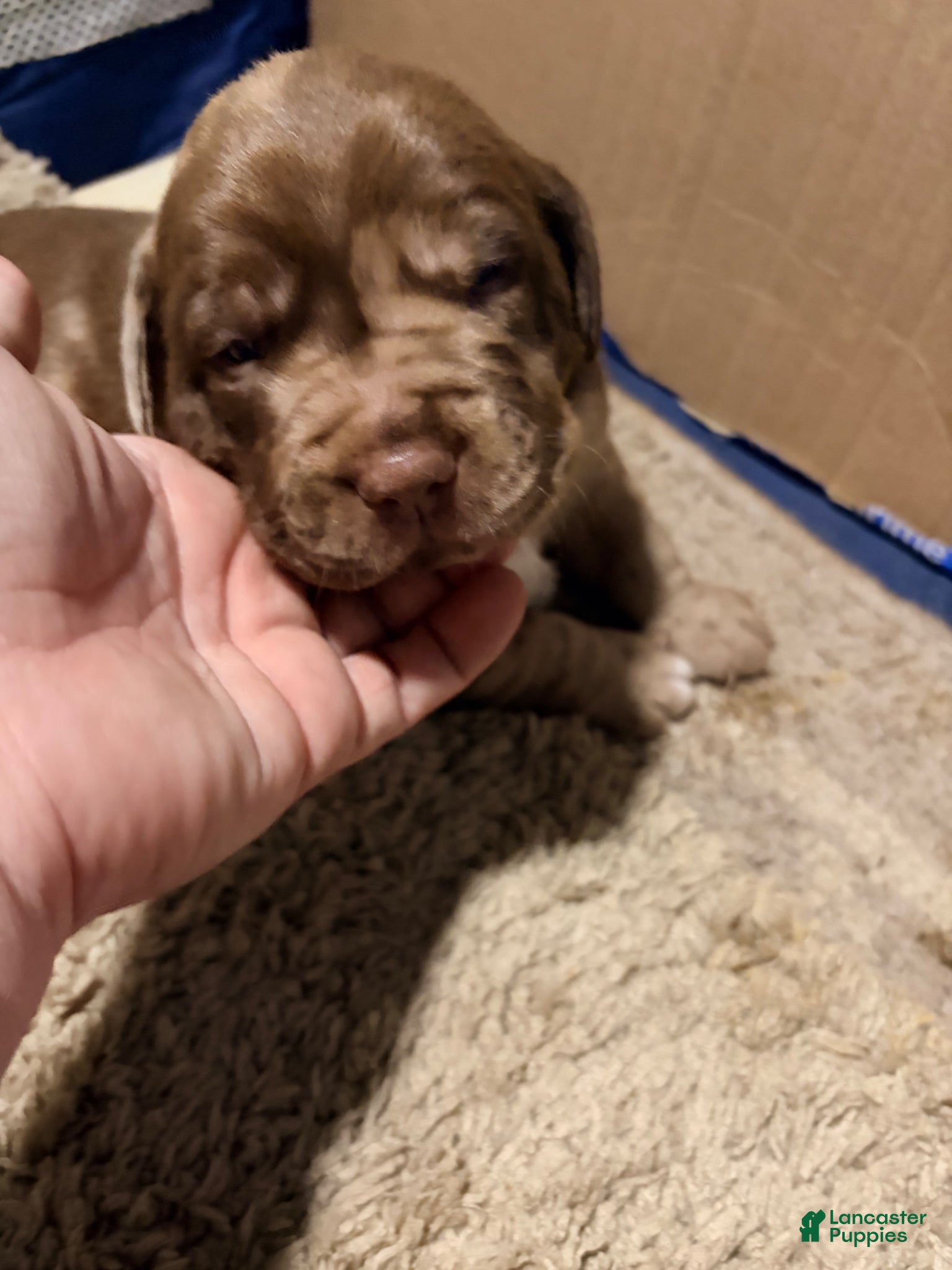 Mixed Breed dogs Boss Hogg - Ad 42