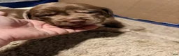 Mixed Breed dogs for sale: Boss Hogg - Ad 1