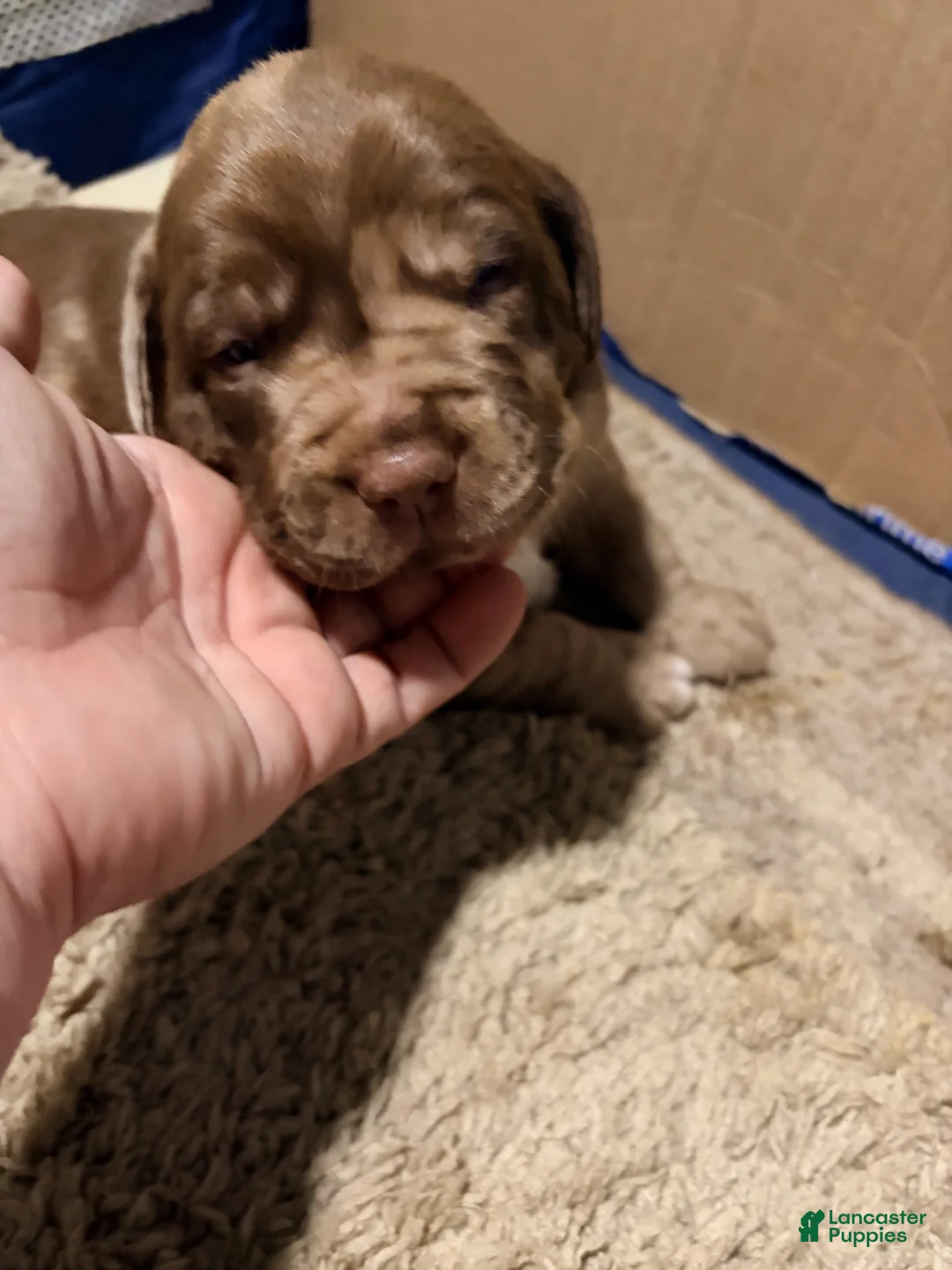 Mixed Breed dogs for sale: Boss Hogg - Ad 1