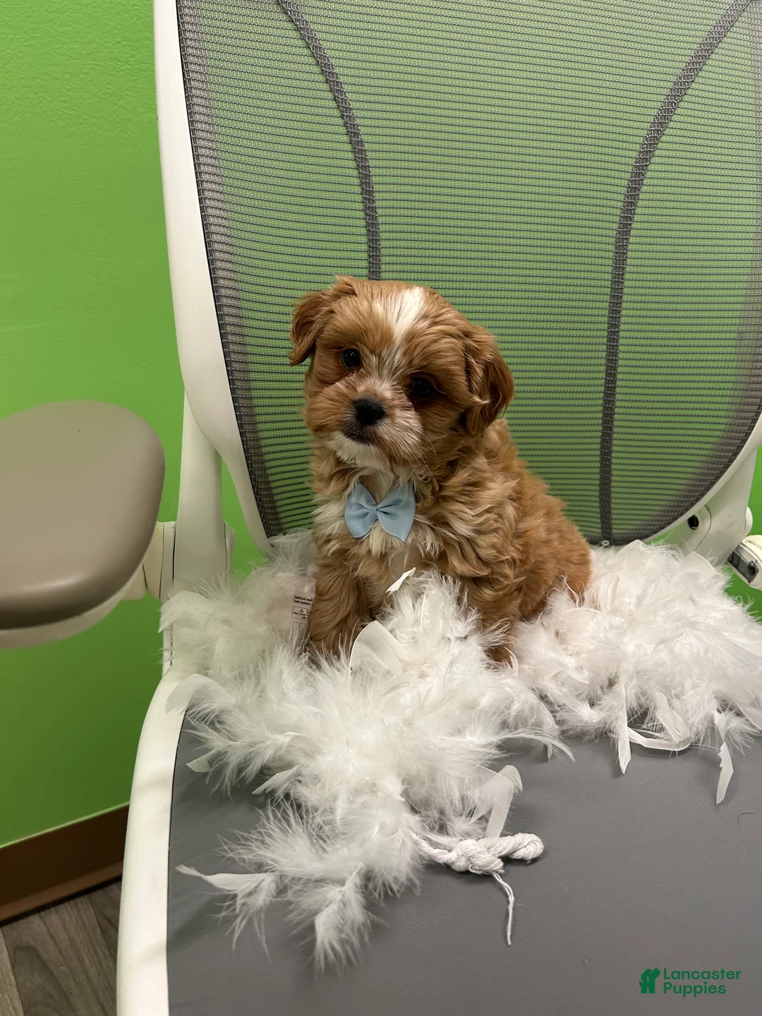 Shihpoo dogs for sale: Shihpoo 2 - Ad 3