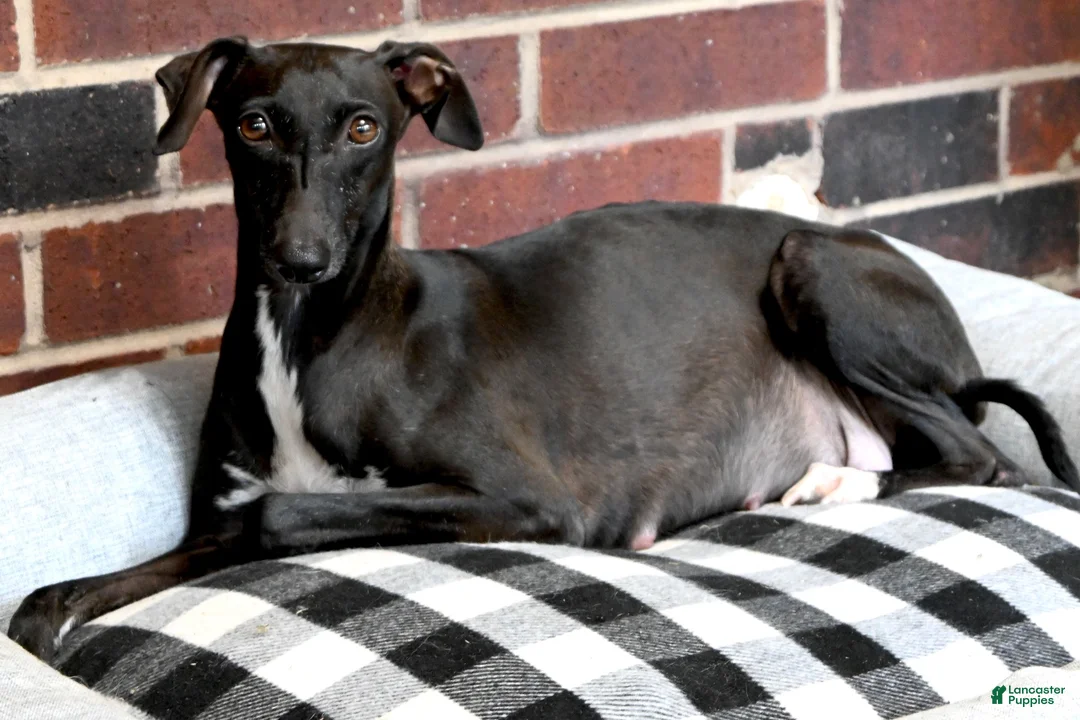 Italian Greyhound dogs for sale: Sandy - Ad 3