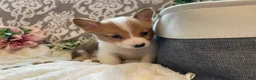 Welsh Corgi Pembroke dogs for sale: Sawyer  - Ad 8