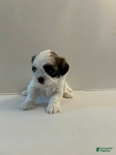 Shih Tzu dogs Shih Tzu 1 baby boy blue - Ad 2