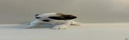 Shih Tzu dogs for sale: Shih Tzu 1 baby boy blue - Ad 1