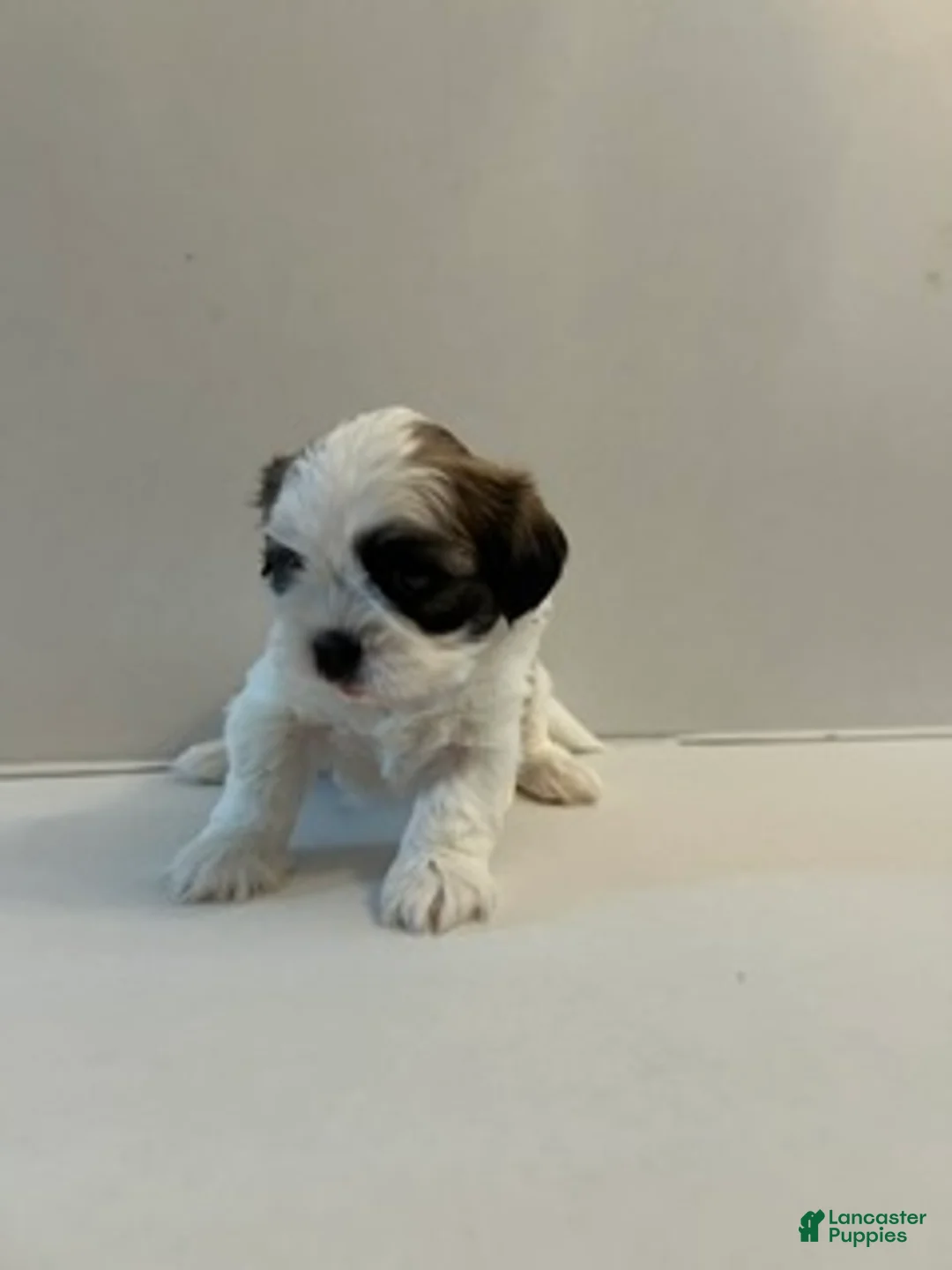 Shih Tzu dogs for sale: Shih Tzu 1 baby boy blue - Ad 1