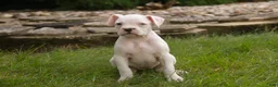Boxer dogs for sale: Gianna - Ad 6