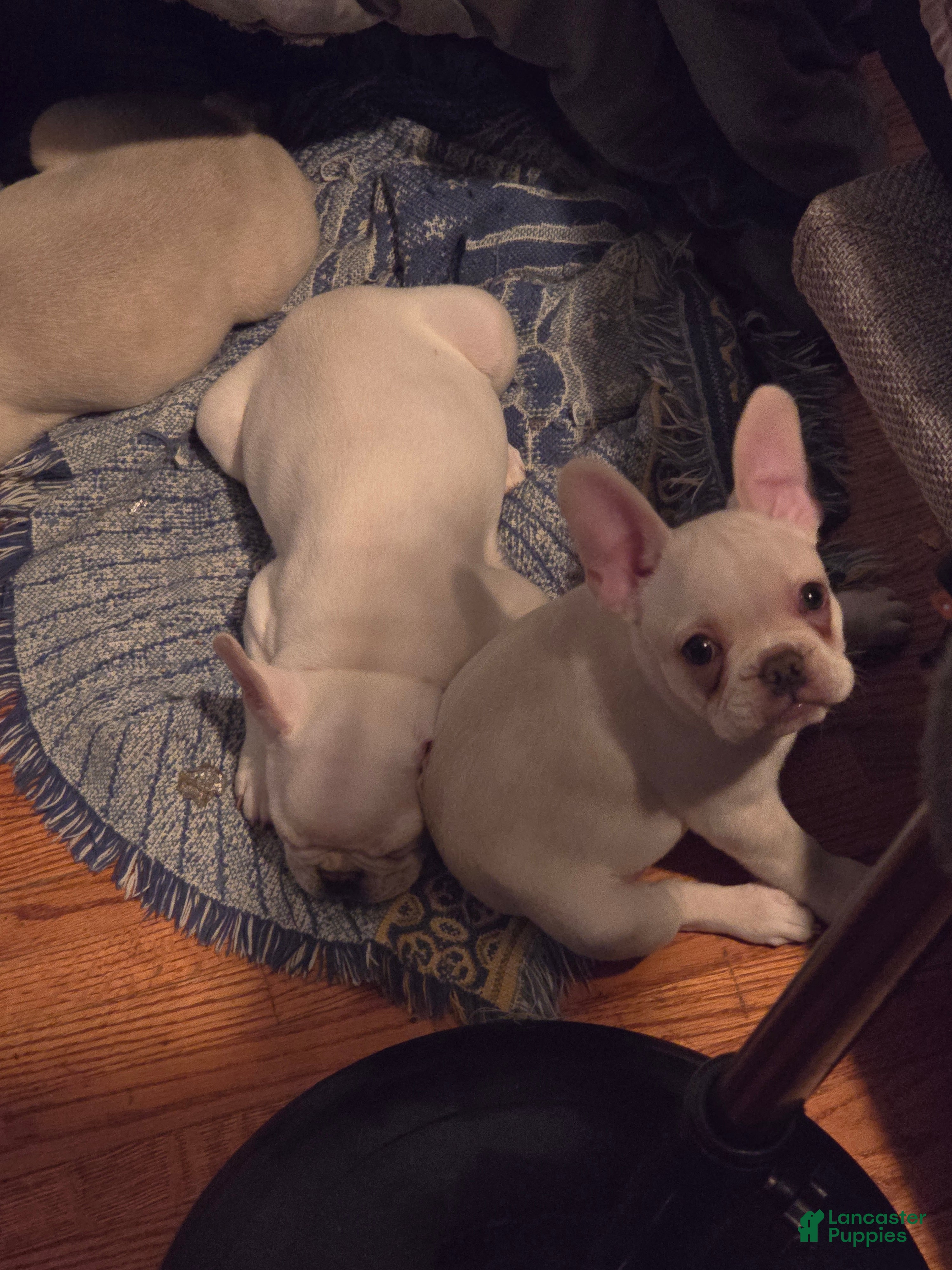French Bulldog dogs French Bulldog 2 - Ad 40