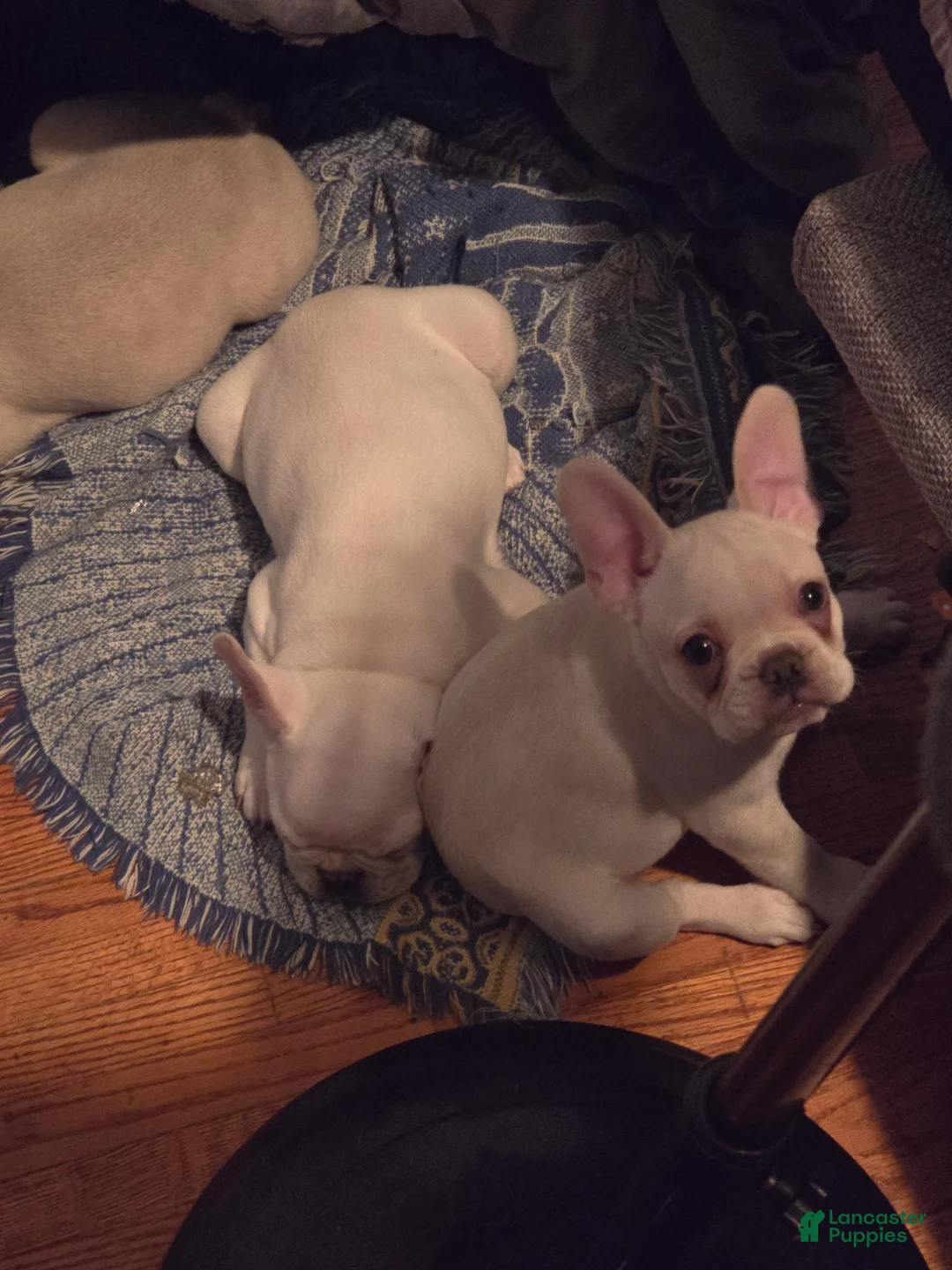 French Bulldog dogs for sale: French Bulldog 2 - Ad 1