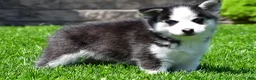 Pomsky dogs for sale: Oscar - Ad 5