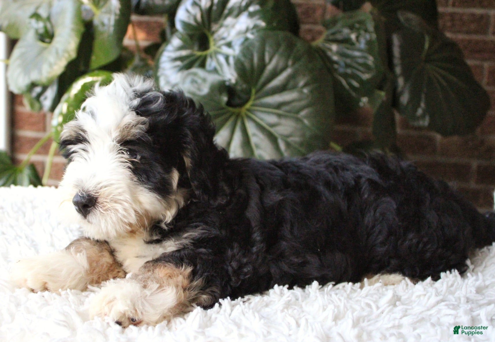 Mini Bernedoodle dogs Dexter  - Ad 1