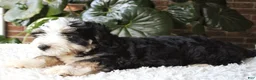 Mini Bernedoodle dogs for sale: Dexter  - Ad 1