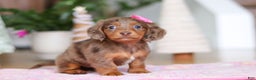 Miniature Dachshund dogs for sale: Elsa  - Ad 4
