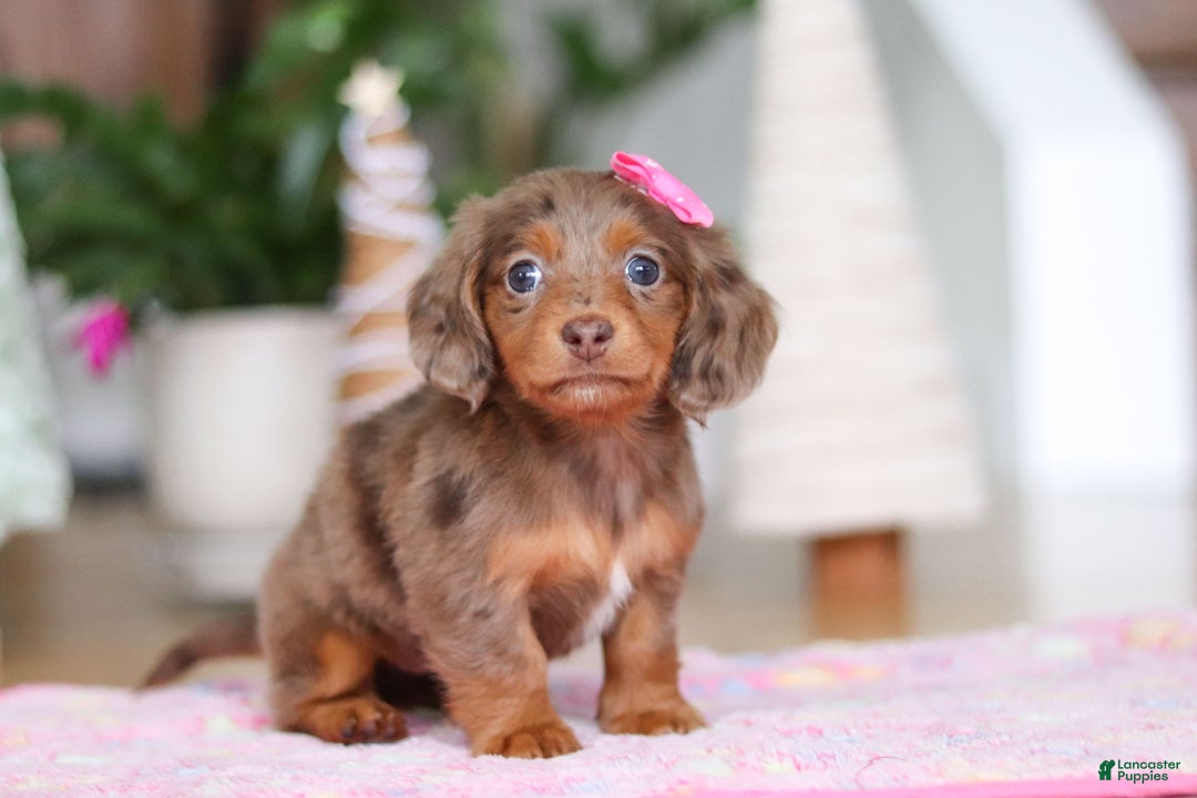 Miniature Dachshund dogs for sale: Elsa  - Ad 4