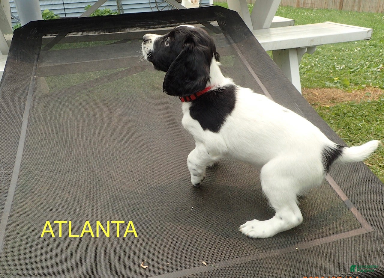 English Springer Spaniel dogs Atlanta - Ad 14
