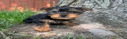 Yorkshire Terrier dogs for sale: Tiny  - Ad 5
