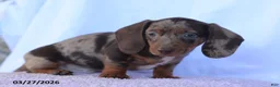 Miniature Dachshund dogs for sale: Sawyer - Ad 3
