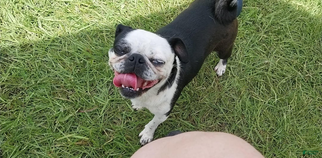 Pug dogs for sale: Pug Puppy 1 - Ad 2