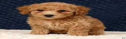 Bichpoo dogs for sale: Glory - Ad 6