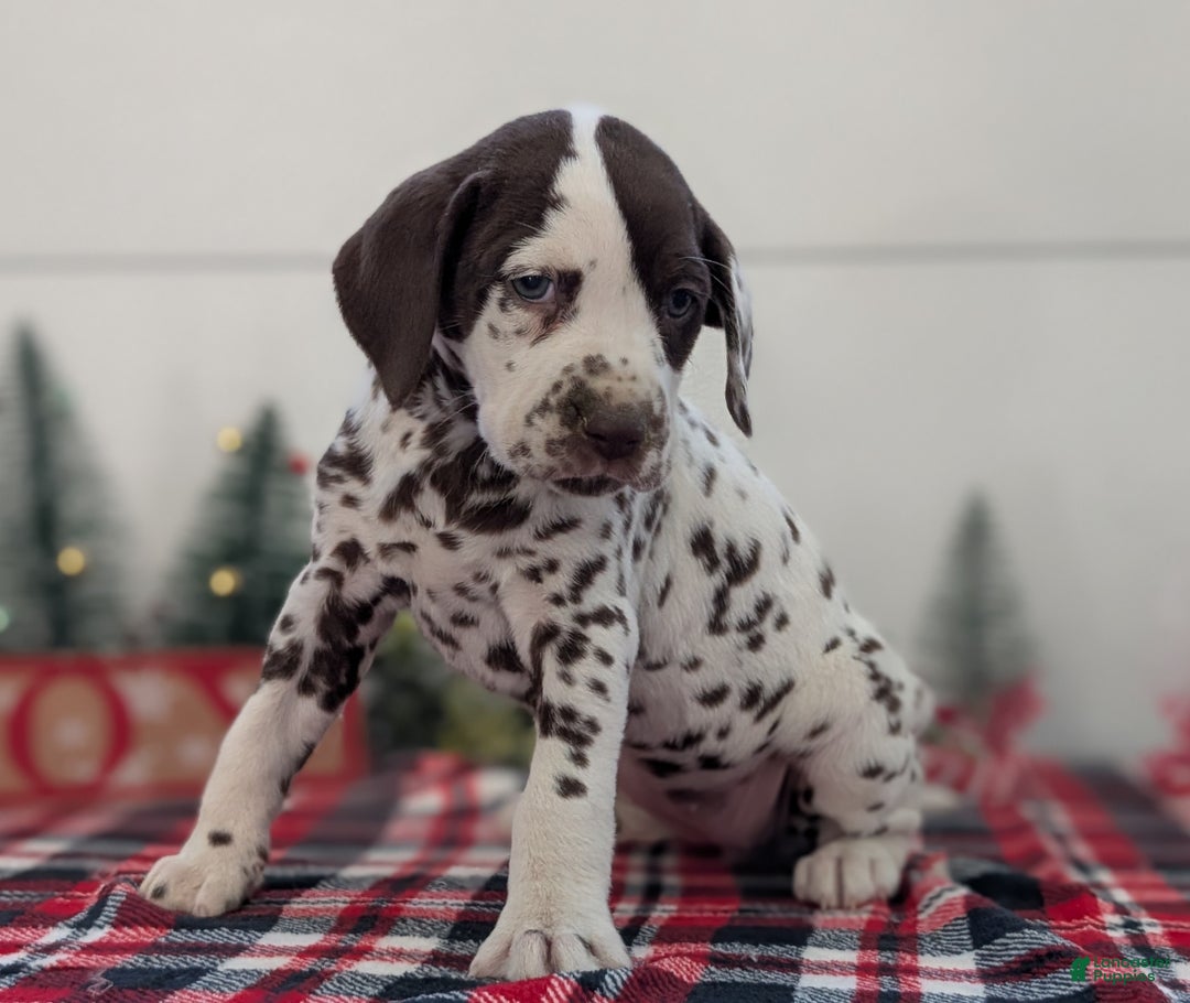 Dalmatian dogs for sale: Penny  - Ad 4