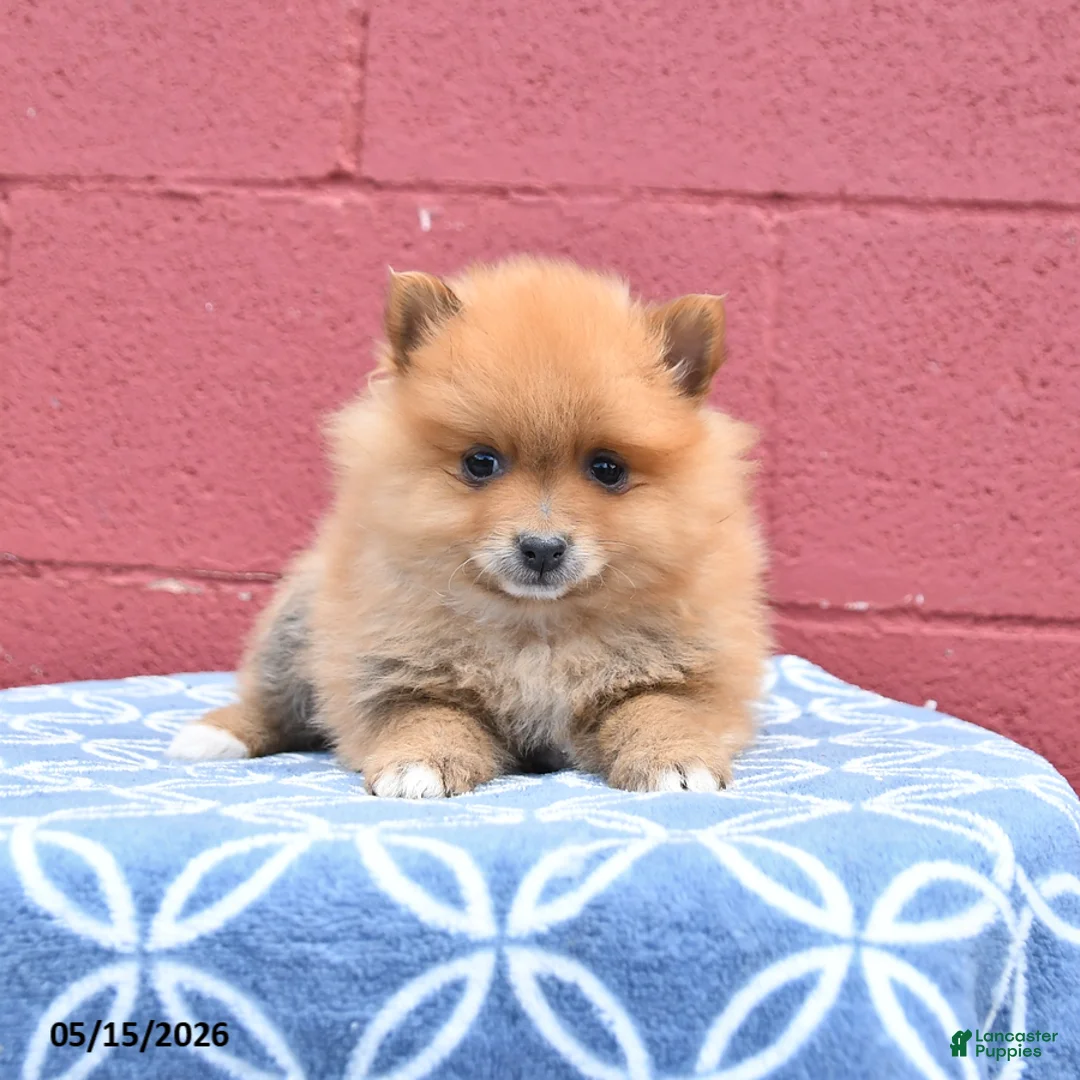Pomeranian dogs for sale: Nugget - Ad 1