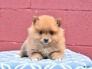 Pomeranian dogs for sale: Nugget - Ad 3